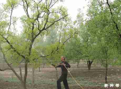 枣树如何喷施植物生长调节剂和微量元素？